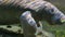 Manatees graze on an abundance of freshwater plant