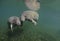 Manatees (Sirenia)