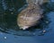 Manatees Stock Photos.   Manatees head close-up profile view.  Manatee enjoying the warm outflow of water from Florida river.