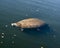 Manatees Stock Photos.   Manatees head close-up profile view.  Manatee enjoying the warm outflow of water from Florida river.