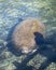 Manatees Stock Photos.   Manatees head close-up profile view.  Manatee enjoying the warm outflow of water from Florida river.