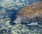 Manatees Stock Photos.   Manatees head close-up profile view.  Manatee picture. Manatee image. Manatee portrait