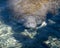 Manatees Stock Photos.   Manatees head close-up profile view.  Manatee picture. Manatee image. Manatee portrait