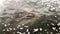 Manatees swimming with baby calf on top in a river in Florida