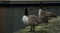 Manchester Canal, The Geese look on