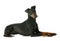 Manchester terrier