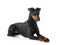 Manchester terrier