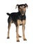 Manchester Terrier in front of white background