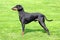 Manchester Terrier on a green grass lawn