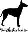 Manchester Terrier silhouette real word