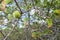 Manchineel fruit on tree