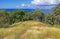 Manchineel Trees Down From Old Fort Barrington in St. Johnâ€™s Antigua