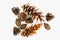 Manchu nuts , pine and fir cones closeup