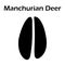 Manchurian Deer Footprint