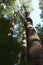 Manchurian hazelnut tree leaves. Tree trunk. Dense thickets