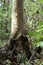 Manchurian hazelnut tree leaves. Tree trunk. Dense thickets