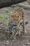 Manchurian leopard
