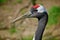 Manchurian Red-naped Crane