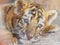 manchurian tiger cub