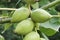 Manchurian walnut fruits
