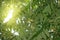 Manchurian walnut -Juglans mandshurica leaves with fruit on a background of sunlight coming through the crown of leaves, bottom