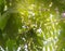 Manchurian walnut -Juglans mandshurica leaves with fruit on a background of sunlight coming through the crown of leaves, bottom