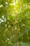 Manchurian walnut -Juglans mandshurica leaves with fruits on the background of sunlight coming through the crown of leaves, bottom