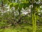 Manchurian walnut tree. healthy walnut tree in a rural plantation with ripening walnuts on trees on a sunny day