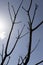 Manchurian walnut tree in sunny weather in early spring