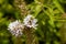 Manchurian yellow loosestrife, Lysimachia barystachys