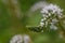 Manchurian yellow loosestrife Lysimachia barystachys budding white flowers