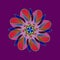MANDALA DAISY RED. PLAIN PURPLE BACKGROUND. CENTRAL FLOWER IN RED, BLUE, BLACK, GREEN AND PINK.
