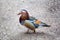 The Mandarin bird lat. Aix galericulata standing on the ground on a clear sunny day. Birds ornithology