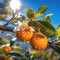 mandarin blooming white flowers ,bee and butterfly sitting on fruits, mandarin,olives,with drops of morning dew watercherrylemon
