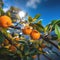 mandarin blooming white flowers ,bee and butterfly sitting on fruits, mandarin,olives,with drops of morning dew watercherrylemon