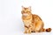 Mandarin Cat On White Background With Copy Space. Generative AI