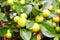Mandarin Citrus reticulata is a small evergreen tree, a species of the genus Citrus of the Rutaceae family
