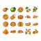 mandarin clementine orange fruit icons set vector