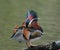 Mandarin duck