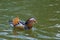 Mandarin duck