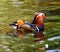 Mandarin Duck