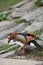 Mandarin duck