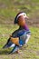 Mandarin duck