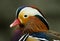 Mandarin Duck