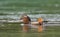 Mandarin duck on Aare river close to  BÃ¤renPark Zoo