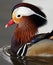 Mandarin Duck (Aix galericulata)