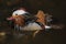 Mandarin Duck (Aix Galericulata)