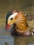 Mandarin Duck / Aix galericulata