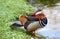 The Mandarin Duck (Aix galericulata)