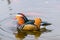 Mandarin duck aix galericulata
